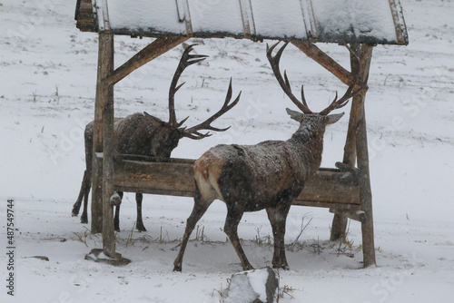 Majestic a herd of red deers (cervus elaphus) eats from a deer feeder. Beautiful winter country frozen morning.