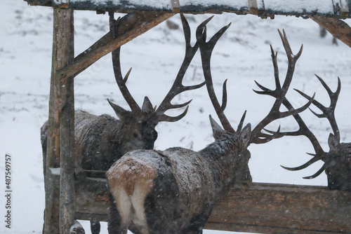 Majestic a herd of red deers (cervus elaphus) eats from a deer feeder. Beautiful winter country frozen morning.