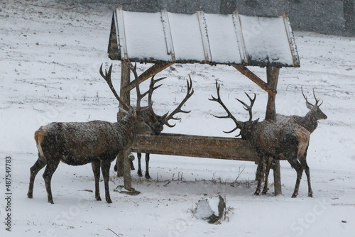 Majestic a herd of red deers (cervus elaphus) eats from a deer feeder. Beautiful winter country frozen morning.