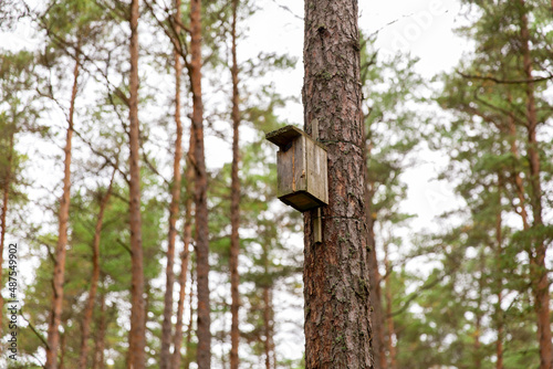 nature, landscape and environment concept - wooden birdhouse on pine tree in coniferous forest