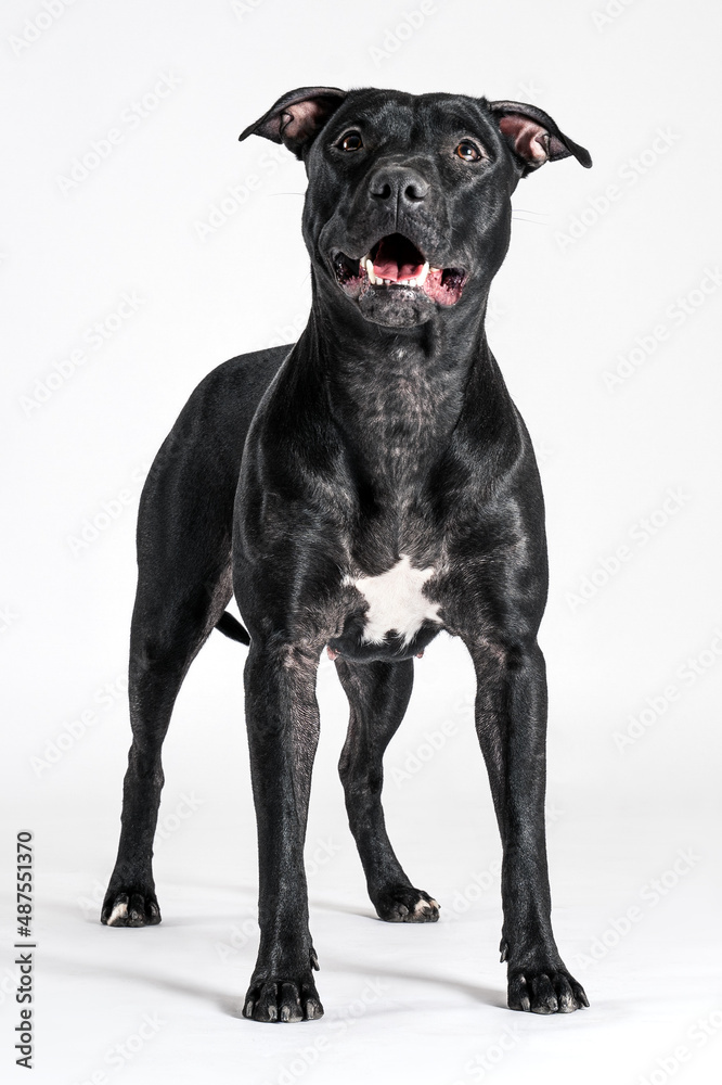 Beautiful black American Pitbull Terrier female with smiling stands in show stacking on white background. Funny face expression, copy space.
