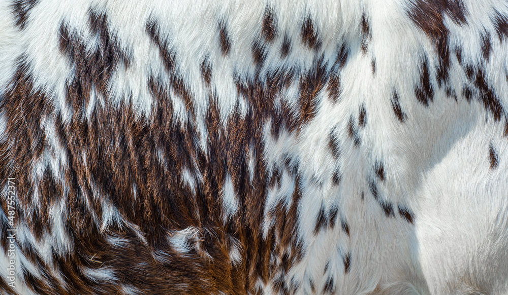 Close up of fur texture Close up of fur texture
