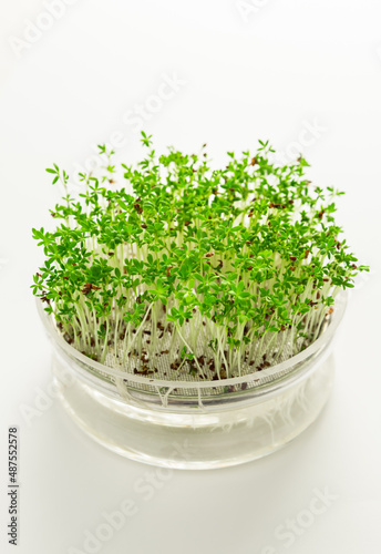 Growing microgreens and cress in glass seed tray
