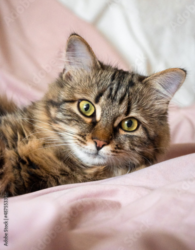 portrait of a beautiful domestic cat. close-up