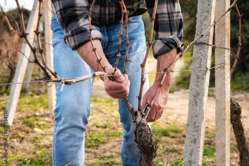 Close-up of a vine grower hand. Prune the vineyard with professional steel scissors. Traditional agriculture. Winter pruning, Guyot method. 