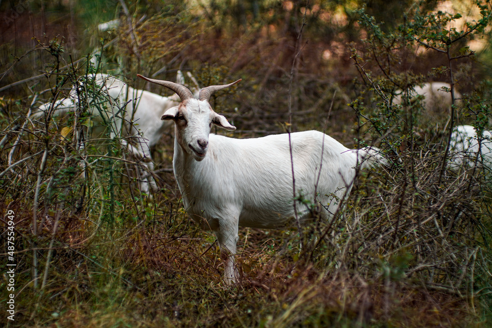 Fototapeta premium Ziege im Gebüsch