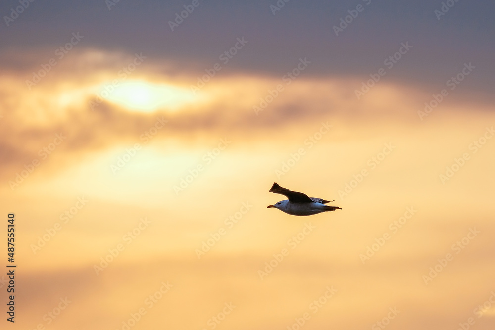 Naklejka premium sunset