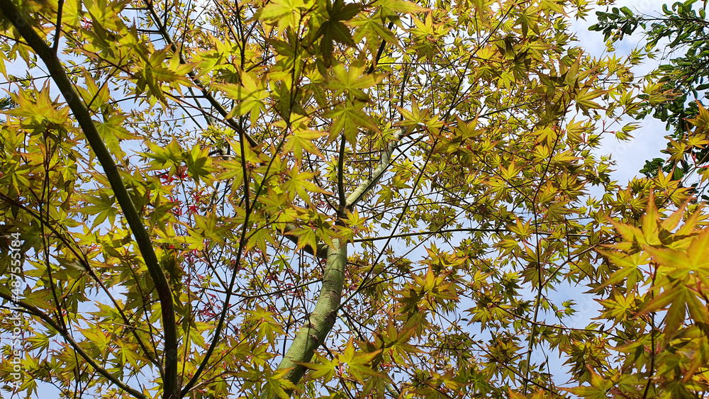 Looking up and a Japanese maple (Acer) leaves in the spring