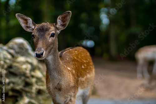 white deer