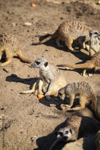 Meerkats family on relax © janzwolinski