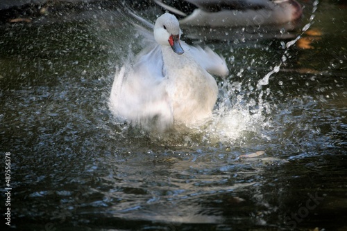 Canard en folie