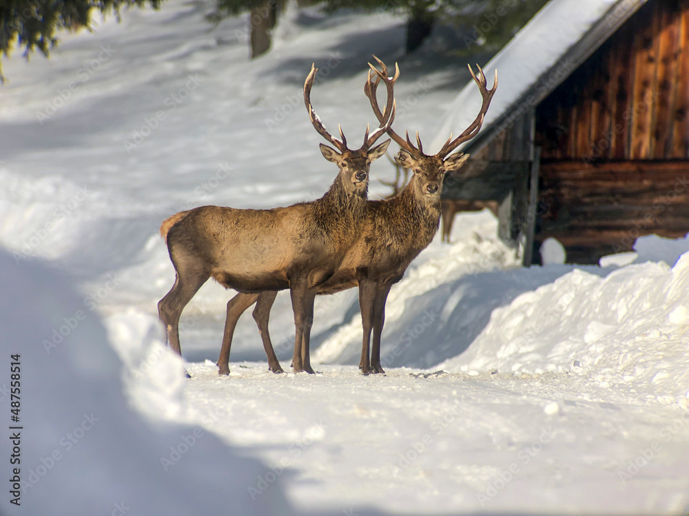 Red deer in winter country near farm buildings Red deer in winter country near farm buildings