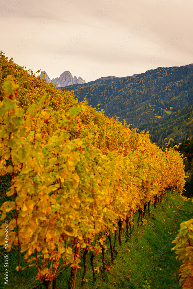 Naklejka premium Autumn beautyfull and colored with wine