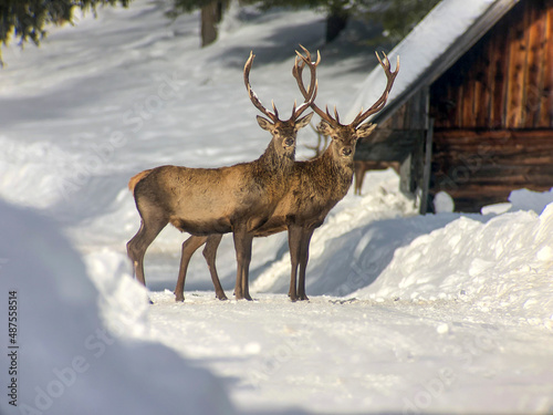 Red deer in winter country near farm buildings