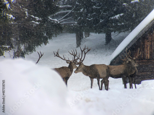 Red deer in winter coutry  near farm buildings
