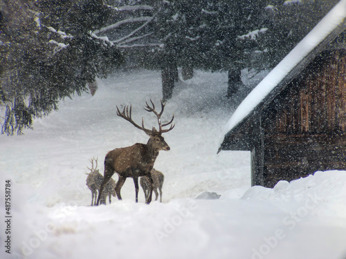 Red deer in winter coutry  near farm buildings