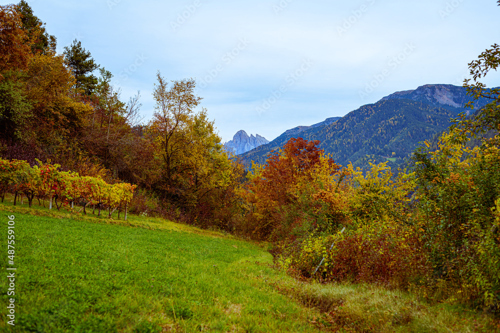 Autumn beautyfull and colored with wine Autumn beautyfull and colored with wine