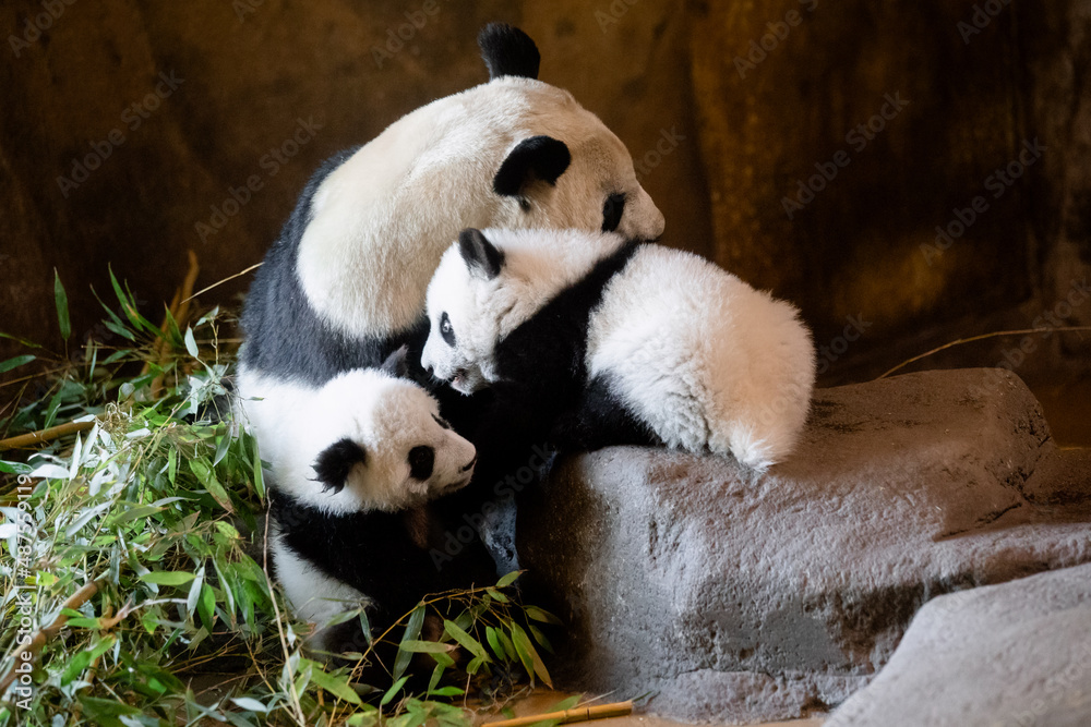 Giant panda bear with her two 5-month-old cubs at the Madrid Zoo