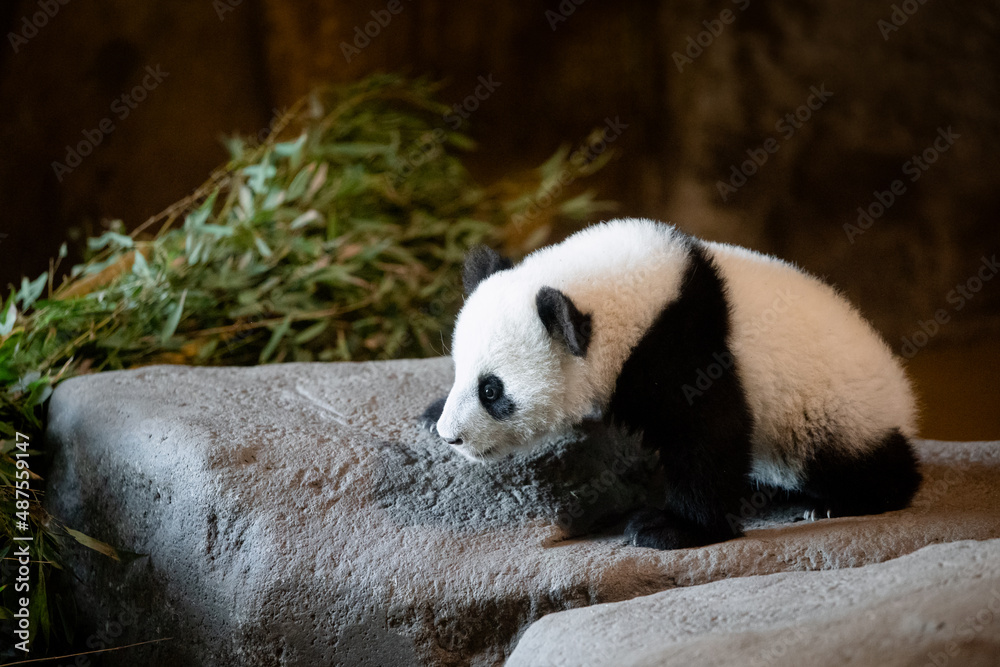 Fototapeta premium Cute five months old panda cub standing on a rock at the zoo