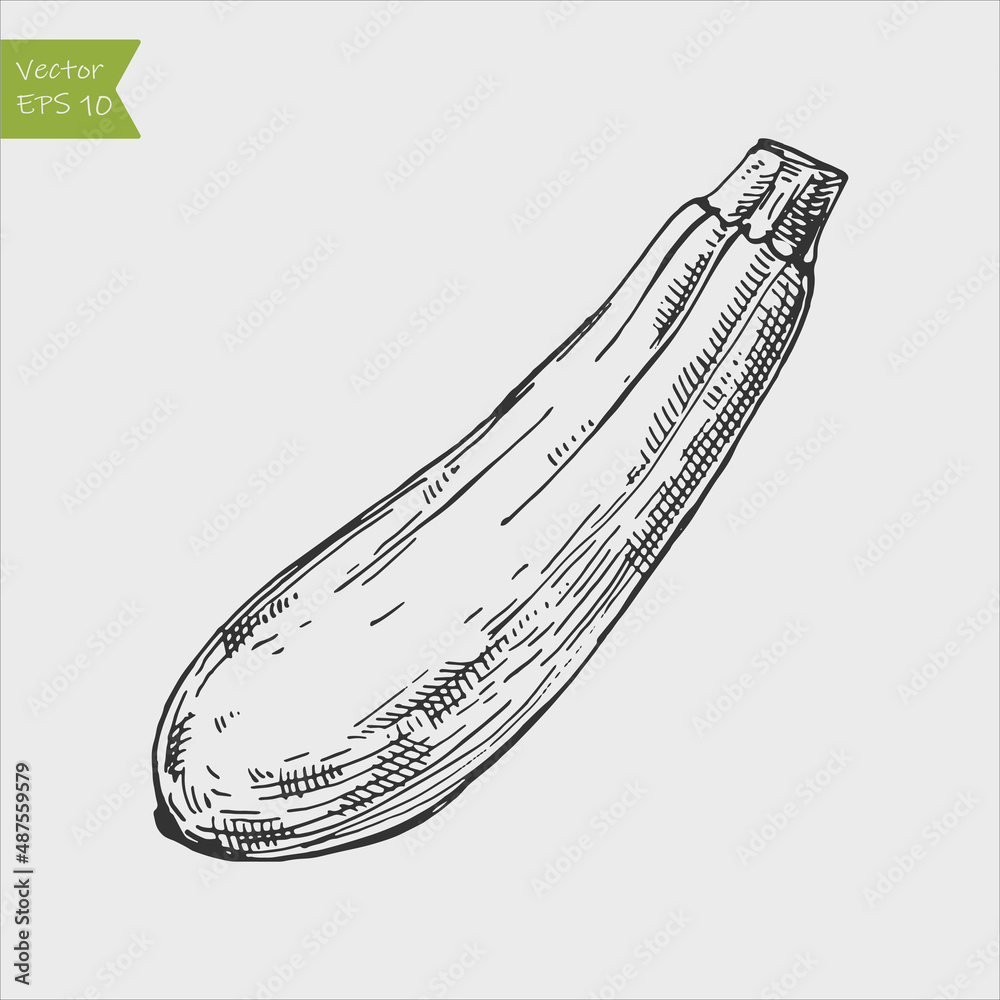 Black and white engraved zucchini. Vector illustration Black and white engraved zucchini. Vector illustration
