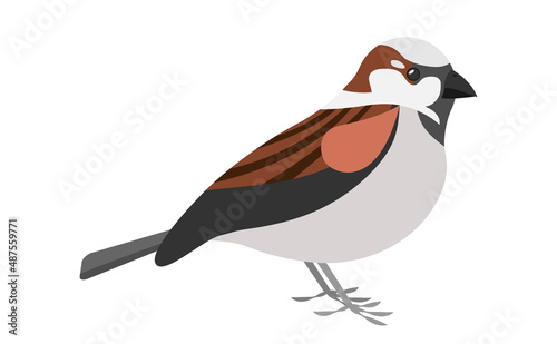 Sparrow bird isolated on white background EPS10