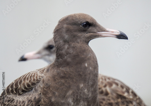 seagull
