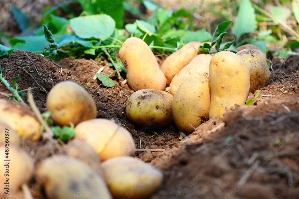 Fresh potato plant, harvest of ripe potatoes agricultural products from potato field Fresh potato plant, harvest of ripe potatoes agricultural products from potato field