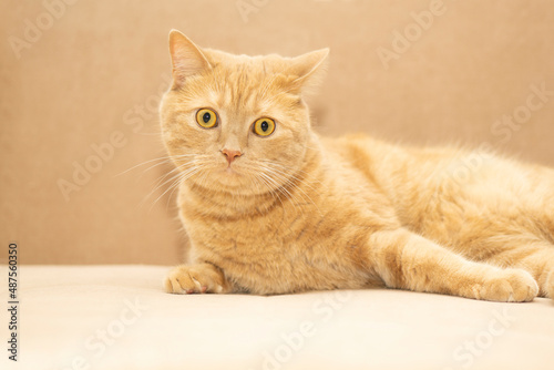 attentive red ginger cat lies on orange terracotta soft fabric background with copy space and looks at space for text. Banner advertising concept .