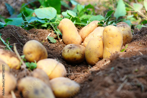 Fresh potato plant  harvest of ripe potatoes agricultural products from potato field