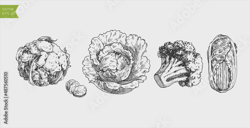 Black and white engraved cabbage set. Vector illustration