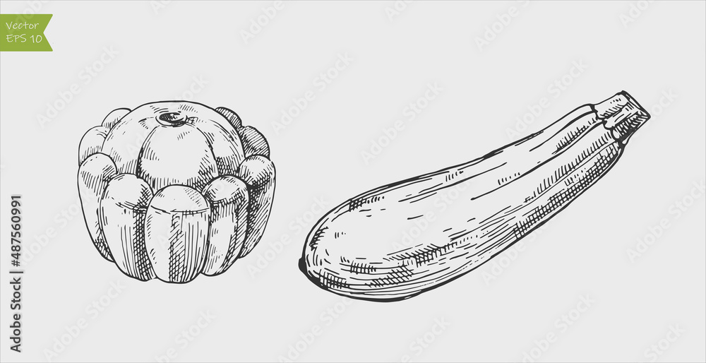 Fototapeta premium Black and white engraved zucchini and pattypan squash. Vector illustration