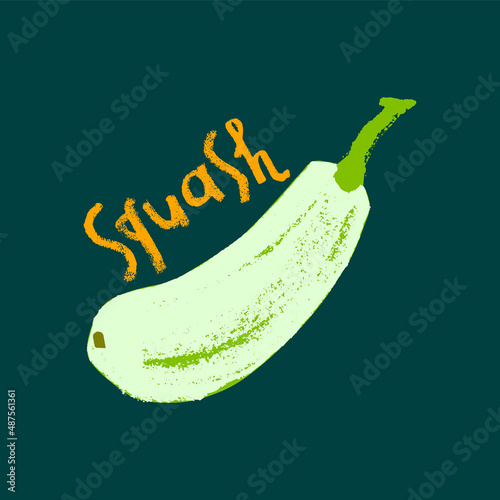 Vector zucchini icon isolated. Hand drawn vegetable squash drawing, cocozelle illustration. Vegetarian restaurant logo. Botanical sign. Vegetable insignia for organic food label. Home cooking courses. photo