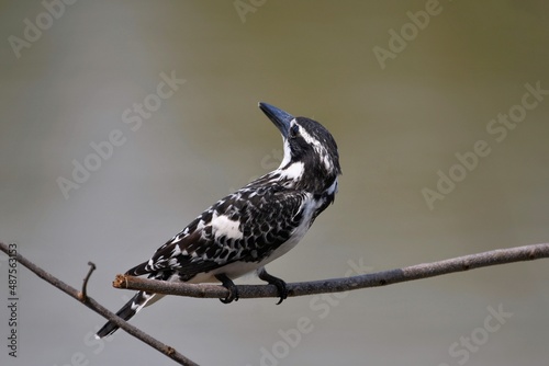 Pied Kingfisher black long pointed mouth The head has a short crest  black eye stripes  white eyebrows  black and white hair alternately striped. When flying  the wings have large white stripes.