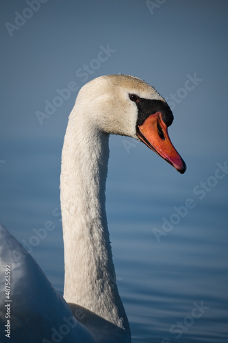 Close-up of a white swan