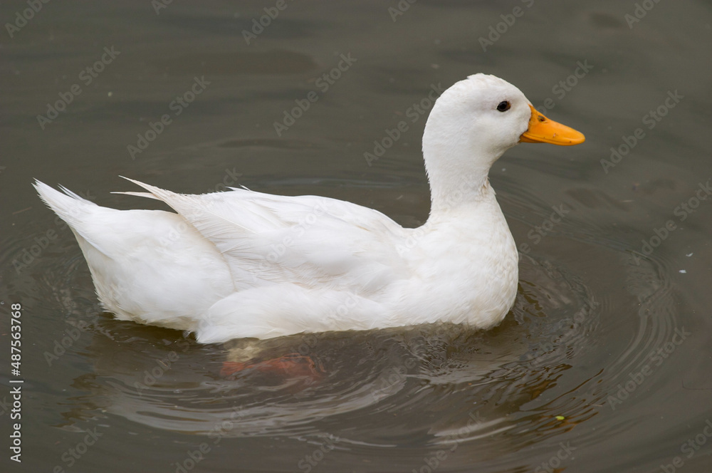 White duck