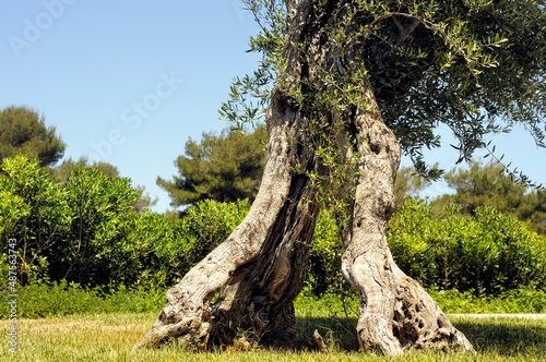 geteilter Olivenbaum