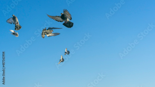 Birds flying in the blue sky in town. Many flying pigeons on winter sky background. Space for text. Image for design.