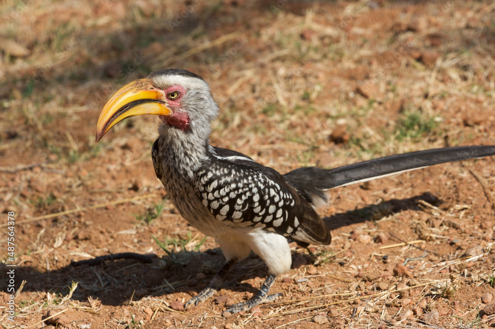 Southern yellow-billed hornbill Southern yellow-billed hornbill