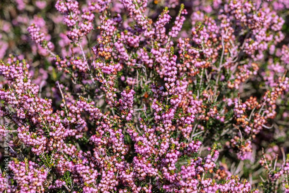 Heather blooming close-up. This shrub is a good honey plant and decorative Heather blooming close-up. This shrub is a good honey plant and decorative