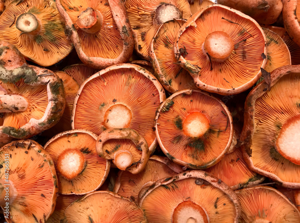 Saffron milk cap or red pine mushrooms Saffron milk cap or red pine mushrooms