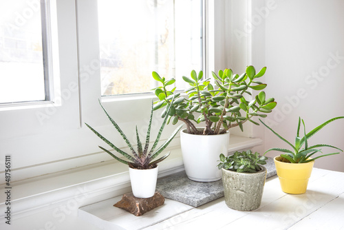 Group of various house plants indoor. Set of potted plants in room by the window. Cacti and succulent arrangement, modern style, bright interior, trendy mood, home decor.
