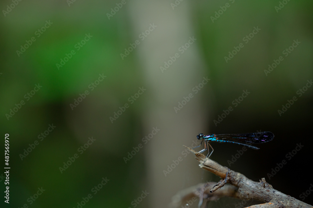unique insects with blur & bokeh background
beautiful butterfly and dragonfly on blur background unique insects with blur & bokeh background
beautiful butterfly and dragonfly on blur background