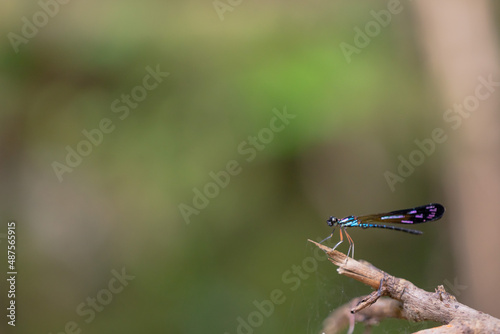 unique insects with blur & bokeh background beautiful butterfly and dragonfly on blur background