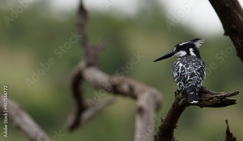 A pied kingfisher (Cerye rudis) perched in a dead tree over Mankwe Dam, Pilanesberg Game Reserve, North West