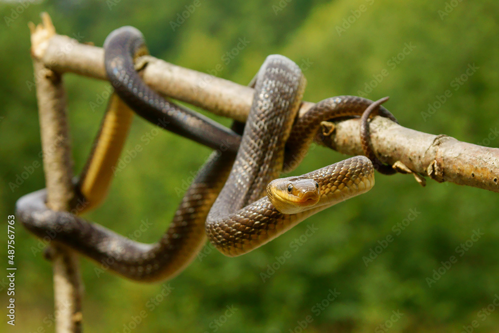 Aesculapian Snake, Zamenis longissimus, The San River Valley, Bieszczady, Poland. Aesculapian Snake, Zamenis longissimus, The San River Valley, Bieszczady, Poland.