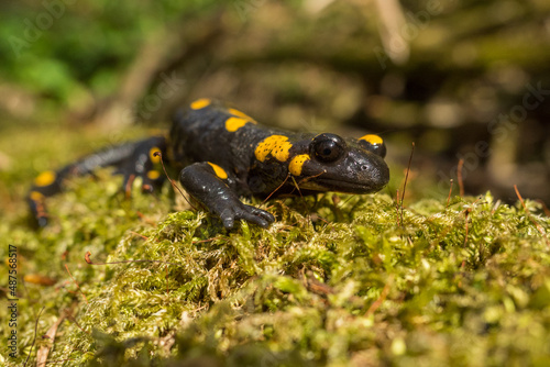 Fire Salamander on the rock, Salamandra salamandra. © Szymon Bartosz