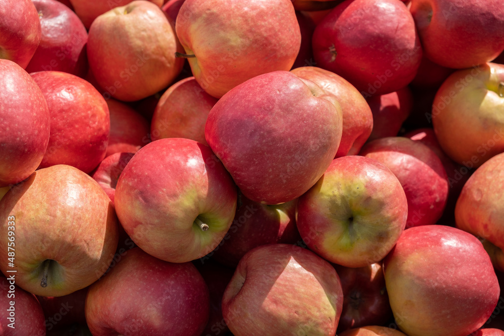 Pink Lady apples for sale at city market Pink Lady apples for sale at city market