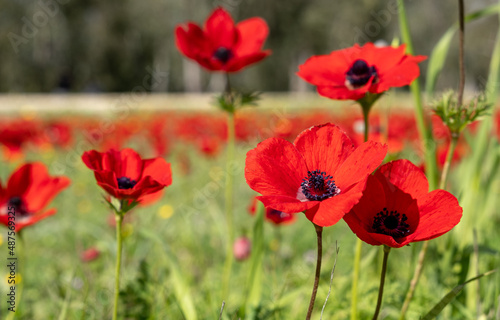 Blossoming of red anemone flowers at springtime © vadiml