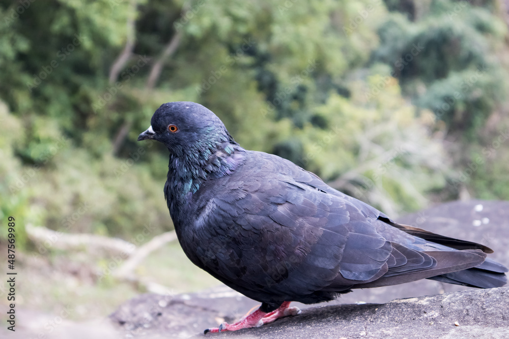 One Pigeon in the rocks of unakoti, tripura One Pigeon in the rocks of unakoti, tripura