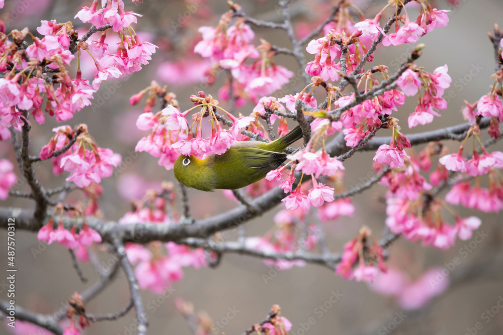 桜とメジロ 桜とメジロ